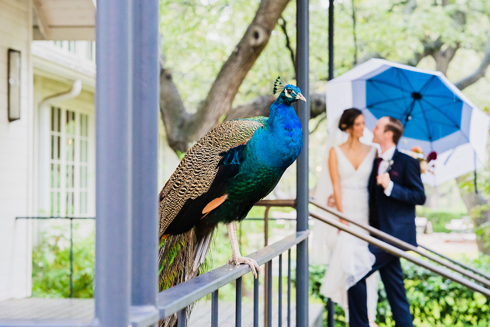 Austin Area Weddings, Mattie's Austin